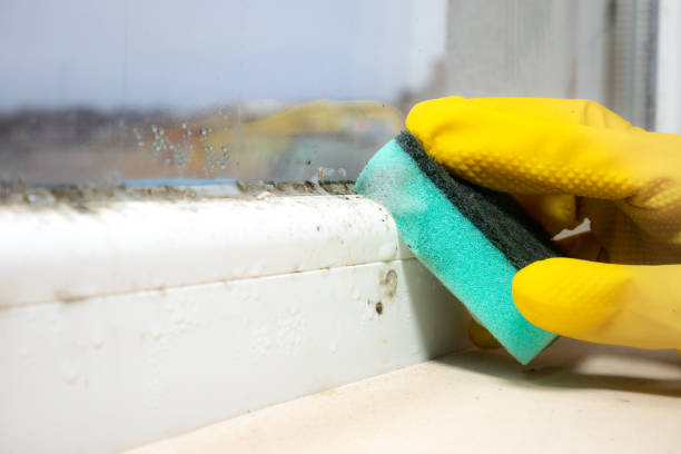 Best Black Mold Removal  in El Portal, FL
