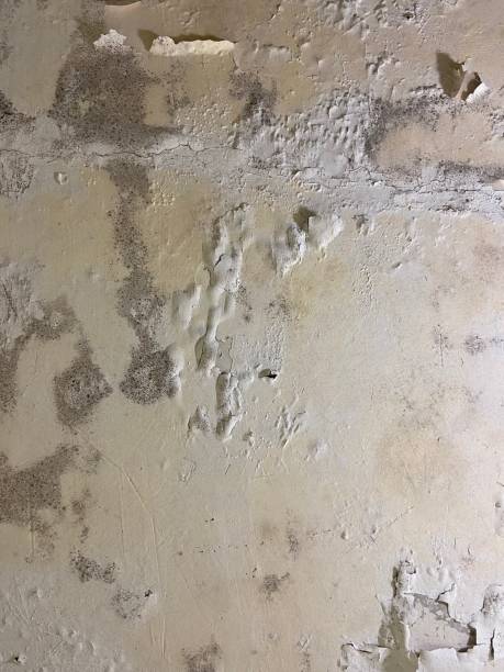 Best Attic Mold Removal  in El Portal, FL