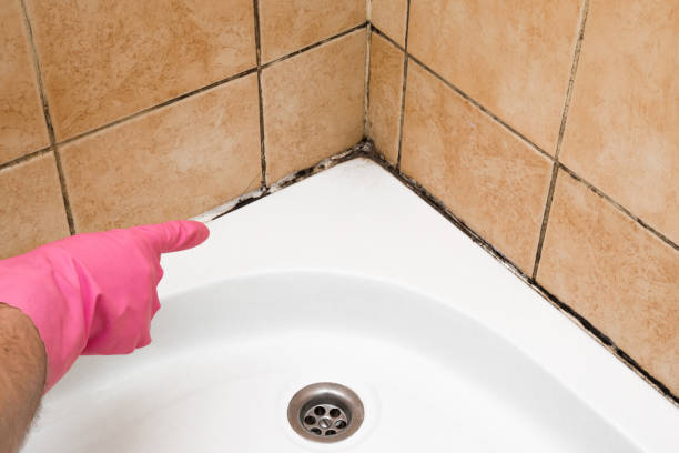 Professional Mold Removal in El Portal, FL